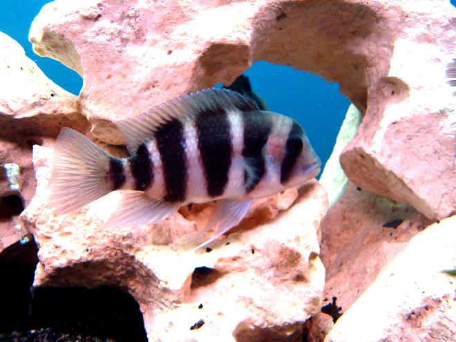 freshwater fish - cyphotilapia frontosa - frontosa cichlid stocking in 138 gallons tank - frontosa