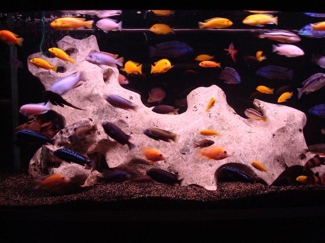 138 gallons freshwater fish tank (mostly fish and non-living decorations) - african - tanganyika