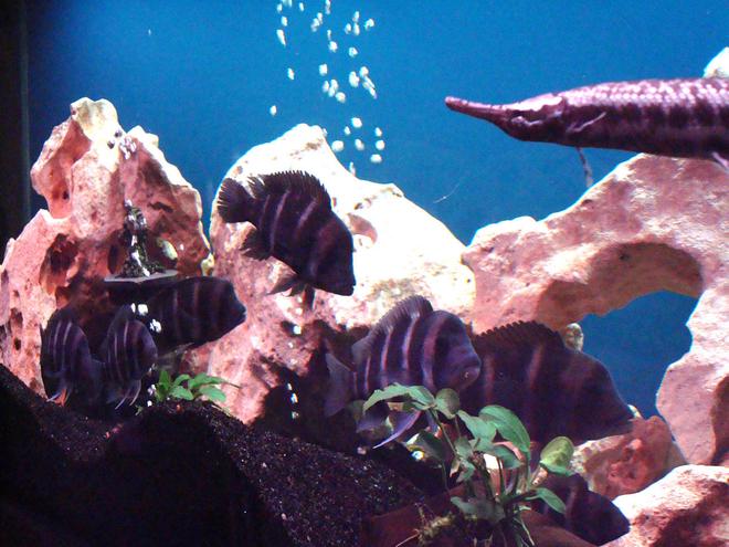 freshwater fish - cyphotilapia frontosa - frontosa cichlid stocking in 138 gallons tank - frontosa tank`2