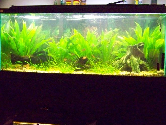 75 gallons freshwater fish tank (mostly fish and non-living decorations) - updated picture of the 75 gallon amazon community tank