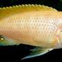 freshwater fish - pseudotropheus socolofi (albino) - albino socolofi stocking in 50 gallons tank - albino cichlid