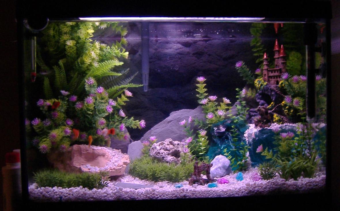 20 gallons freshwater fish tank (mostly fish and non-living decorations) - My 20 gallon tank