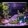 20 gallons freshwater fish tank (mostly fish and non-living decorations) - My 20 gallon tank