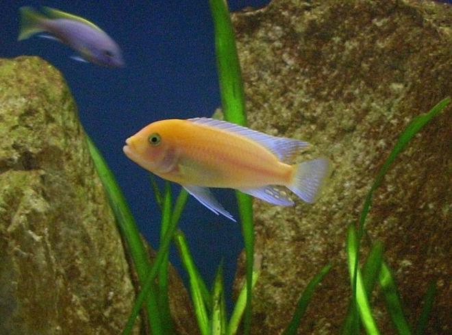 freshwater fish - pseudotropheus estherae - red zebra cichlid stocking in 120 gallons tank - Metriaclima estherae