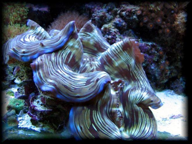 corals inverts - tridacna squamosa - squamosa clam stocking in 125 gallons tank - Squamosa clam