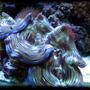 corals inverts - tridacna squamosa - squamosa clam stocking in 125 gallons tank - Squamosa clam