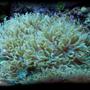 corals inverts - catalaphyllia jardinei - elegance coral stocking in 125 gallons tank - Aussi elegance