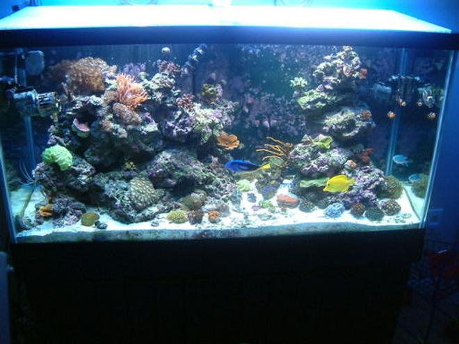 90 gallons reef tank (mostly live coral and fish) - FTS