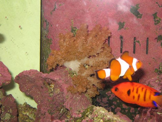 saltwater fish - amphiprion ocellaris - ocellaris clownfish stocking in 125 gallons tank - Finger Leather