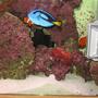 125 gallons saltwater fish tank (mostly fish, little/no live coral) - Blue Regal