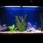 38 gallons freshwater fish tank (mostly fish and non-living decorations) - Discus My 38 Gallon Aquarium, 3 Discus, 6 Tiger Barbs, 3 Chinese Algae Eaters, one Gold Nugget Pleco, and a Gold Chinese Algae Eater. I'm using a Marineland C-Series Multi Stage Canister Filter C-220, the best fiter out there. I personaly think this filter is better then the Eheim, because it allows no bypass, it forces the water through the filter media trays and not around them, all the other canisters allow 40% to 60%.