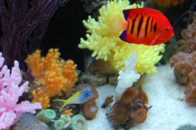 saltwater fish - centropyge loriculus - flame angelfish stocking in 60 gallons tank - Scissortail goby, and our flame angel
 (IF YOU DO NOT LIKE OUR PICTURES THEN YOU DO NOT HAVE TO LOOK AT THEM, BUT VOTING 0 IS VERY NEGATIVE ON YOUR PART) PLEASE JUST MOVE ON - THANKS!!!!