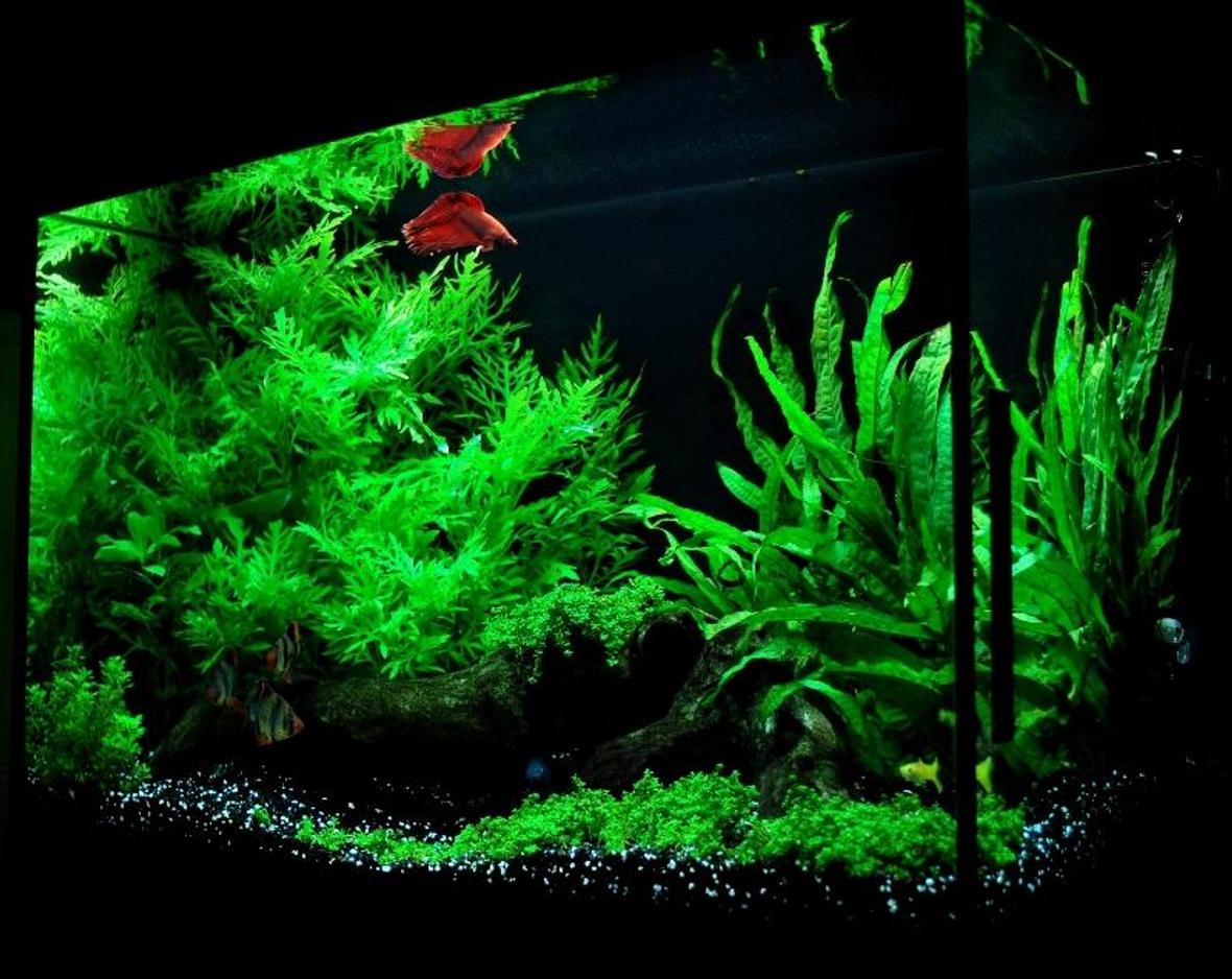 19 gallons planted tank (mostly live plants and fish) - My tank