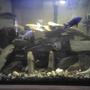 60 gallons freshwater fish tank (mostly fish and non-living decorations) - another view of the new setup