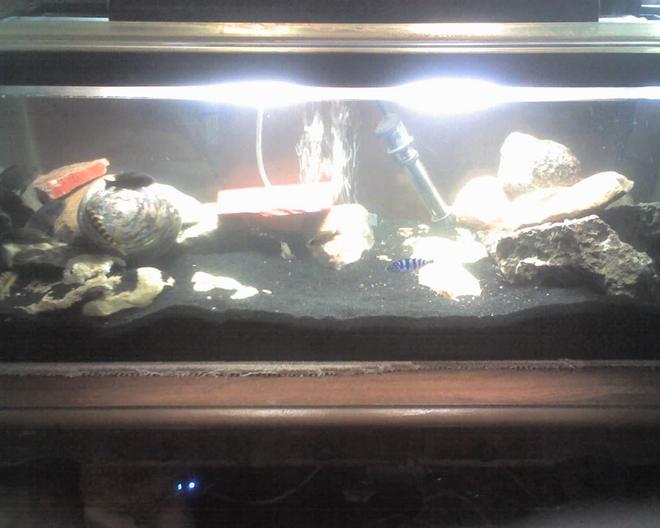 60 gallons freshwater fish tank (mostly fish and non-living decorations) - this is a newly setup tank