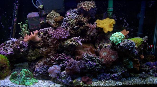 38 gallons reef tank (mostly live coral and fish) - 38 G MIXED REEF