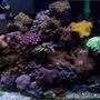 38 gallons reef tank (mostly live coral and fish) - 38 G MIXED REEF