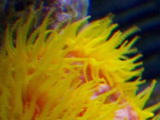 corals inverts - tubastrea faulkneri - orange sun coral stocking in 38 gallons tank - Tubastrea faulkeri