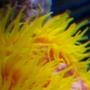 corals inverts - tubastrea faulkneri - orange sun coral stocking in 38 gallons tank - Tubastrea faulkeri
