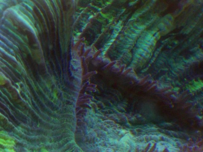 corals inverts - trachyphyllia geoffroyi - brain coral, trachyphyllia stocking in 38 gallons tank - Trachyphilia Geoffery