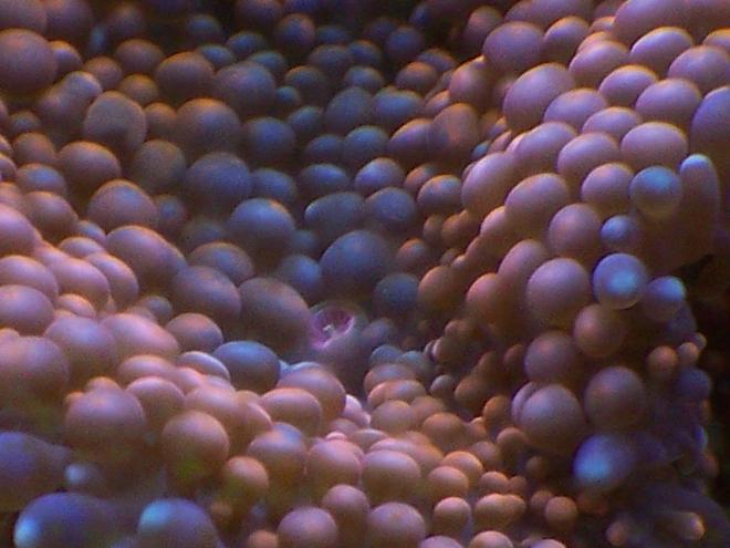 corals inverts - ricordea florida - ricordea mushroom stocking in 38 gallons tank - Ricordea floridia (orange)