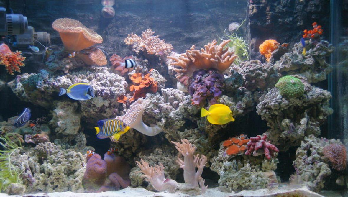 80 gallons reef tank (mostly live coral and fish) - Add new fishes