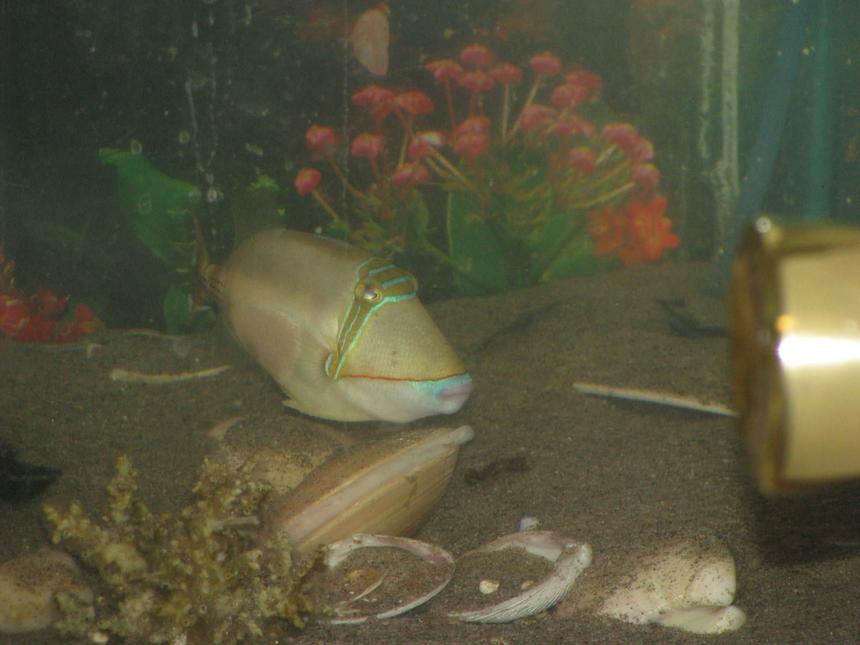 Rated #70: 30 Gallons Saltwater Fish Tank - this is my humu humu piccaso fish