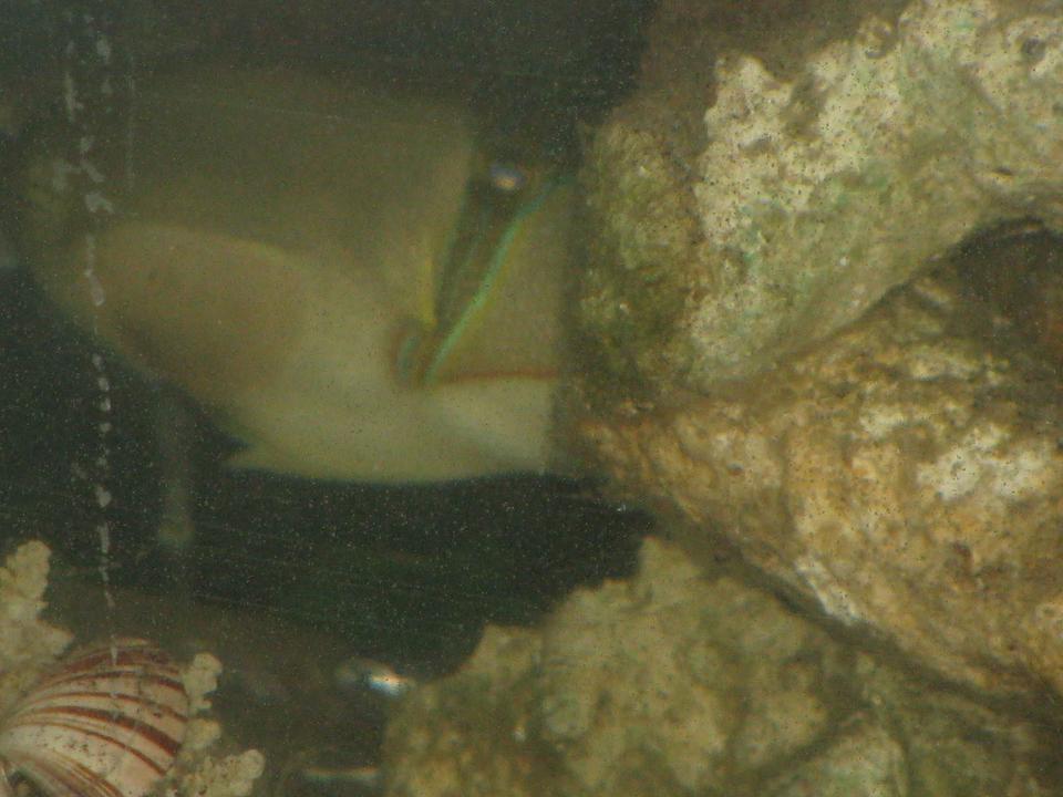 saltwater fish - rhinecanthus aculeatus - humu picasso triggerfish stocking in 30 gallons tank - puma trying to see what I'm doing