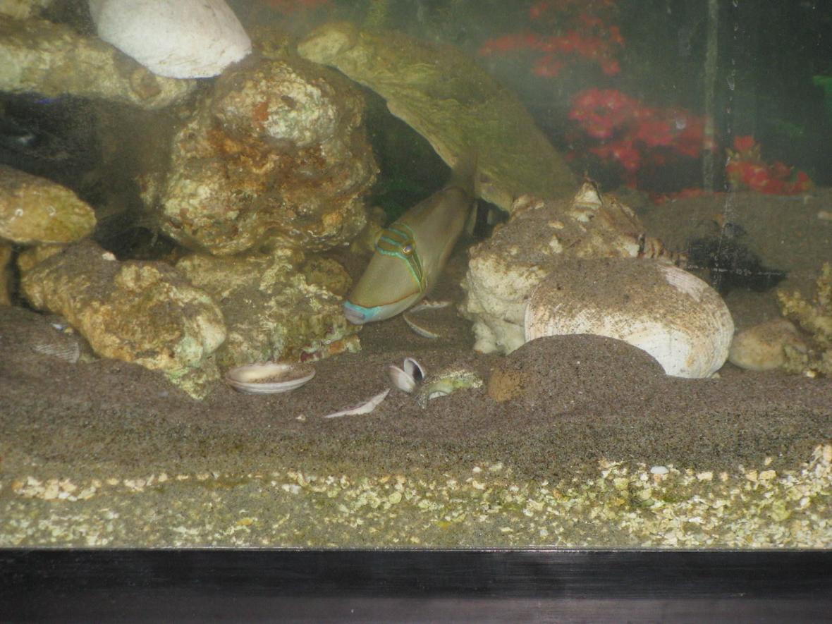 saltwater fish - rhinecanthus aculeatus - humu picasso triggerfish stocking in 30 gallons tank - Coming out of his house, inside the live rock