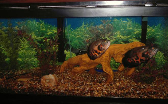 75 gallons freshwater fish tank (mostly fish and non-living decorations) - My two Tiger Oscars, Bonnie and Clyde in their 75 gal home