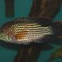 freshwater fish - aequidens rivulatus - green terror stocking in 55 gallons tank - Nemesis My green terror