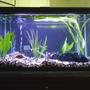 29 gallons planted tank (mostly live plants and fish) - my new 29 gallon