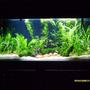 100 gallons freshwater fish tank (mostly fish and non-living decorations) - My Tank