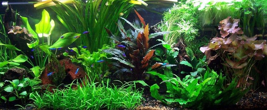 Rated #12: 75 Gallons Freshwater Fish Tank - 06/04/08
