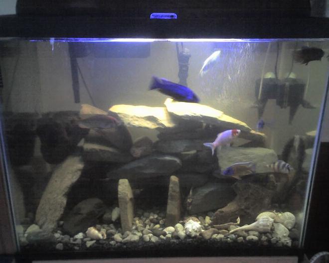 60 gallons freshwater fish tank (mostly fish and non-living decorations) - this another picture of the newest setup