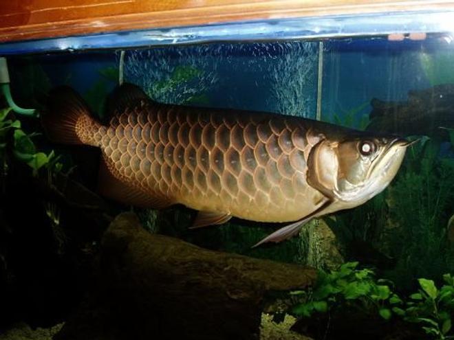 freshwater fish - scleropages jardini - jardini arowana stocking in 250 gallons tank - Here,s another photo of Bruce my baby
Enjoy