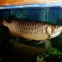 freshwater fish - scleropages jardini - jardini arowana stocking in 250 gallons tank - Here,s another photo of Bruce my baby Enjoy