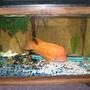 65 gallons freshwater fish tank (mostly fish and non-living decorations) - this is my red devil "butch" he is in a 35 gl tank with basic rock and a few plants. he is not one for a whole lot of decoration he tears things apart!