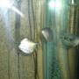 freshwater fish - metynnis argenteus - silver dollar stocking in 65 gallons tank - silver dollars and grommies
