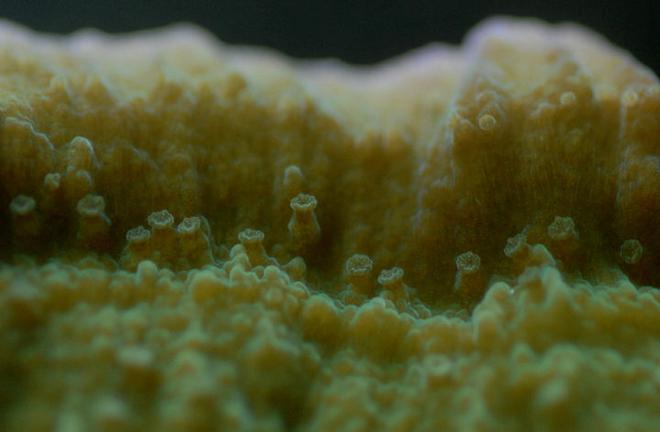 corals inverts - montipora capricornis - green polyp purple rimmed capricornis stocking in 65 gallons tank - green with purple rim montipora capricornus