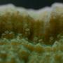corals inverts - montipora capricornis - green polyp purple rimmed capricornis stocking in 65 gallons tank - green with purple rim montipora capricornus