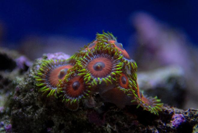 corals inverts - zoanthus sp. - eagle eye zoanthids stocking in 65 gallons tank - zoanthids