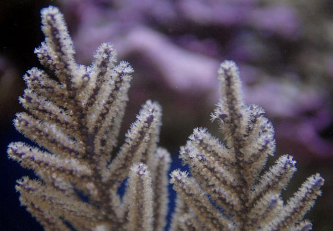 corals inverts - eunicea sp. - purple tree gorgonian stocking in 65 gallons tank - purple gorgonian