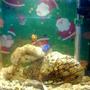 5 gallons saltwater fish tank (mostly fish, little/no live coral) - A pic for 2007 Xmas holidays...