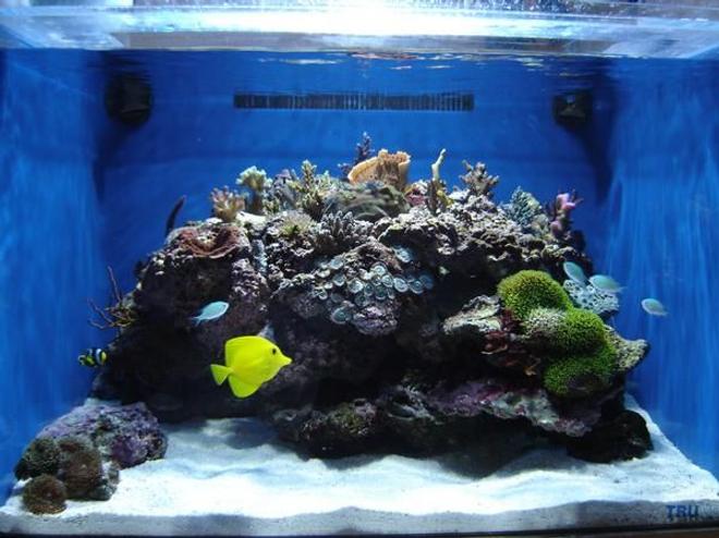 35 gallons reef tank (mostly live coral and fish) - My mini-frag reef tank