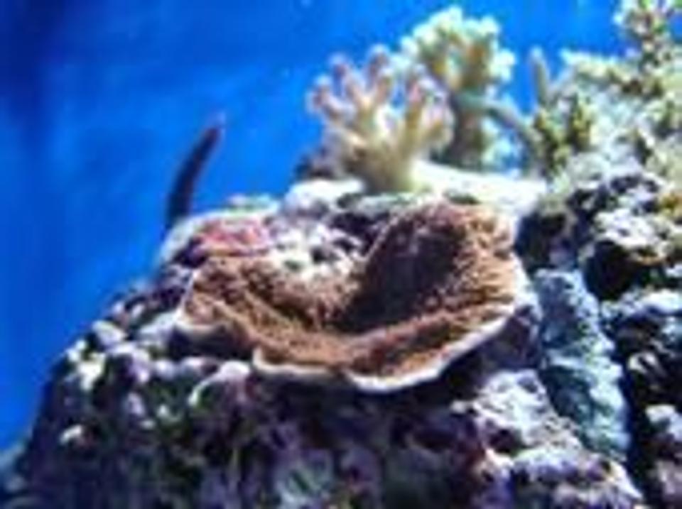 corals inverts - montipora capricornis - montipora capricornis, red/orange stocking in 35 gallons tank - monti