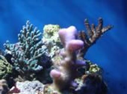 corals inverts - stylophora spp. - stylophora coral stocking in 35 gallons tank - more frags