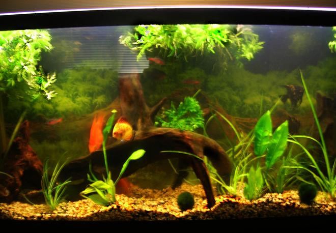 55 gallons freshwater fish tank (mostly fish and non-living decorations) - My tank