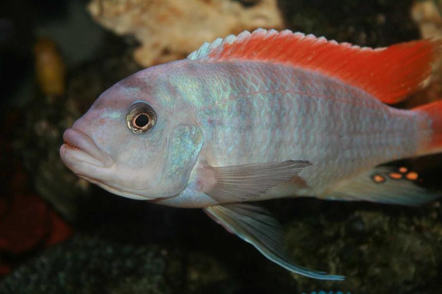 Rated #34: Freshwater Fish - Metriaclima Greshakei - Ice Blue Red Top Zebra Stocking In 35 Gallons Tank - Metriaclima Greshakei (Red Top) Male