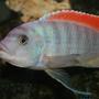 freshwater fish - metriaclima greshakei - ice blue red top zebra stocking in 35 gallons tank - Metriaclima Greshakei (Red Top) Male